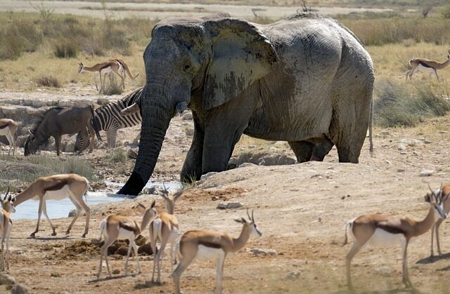 Un grand éléphant boit dans un point d'eau entouré de springboks, de zèbres et d'un gnou lors d'un Safari Tanzanie.