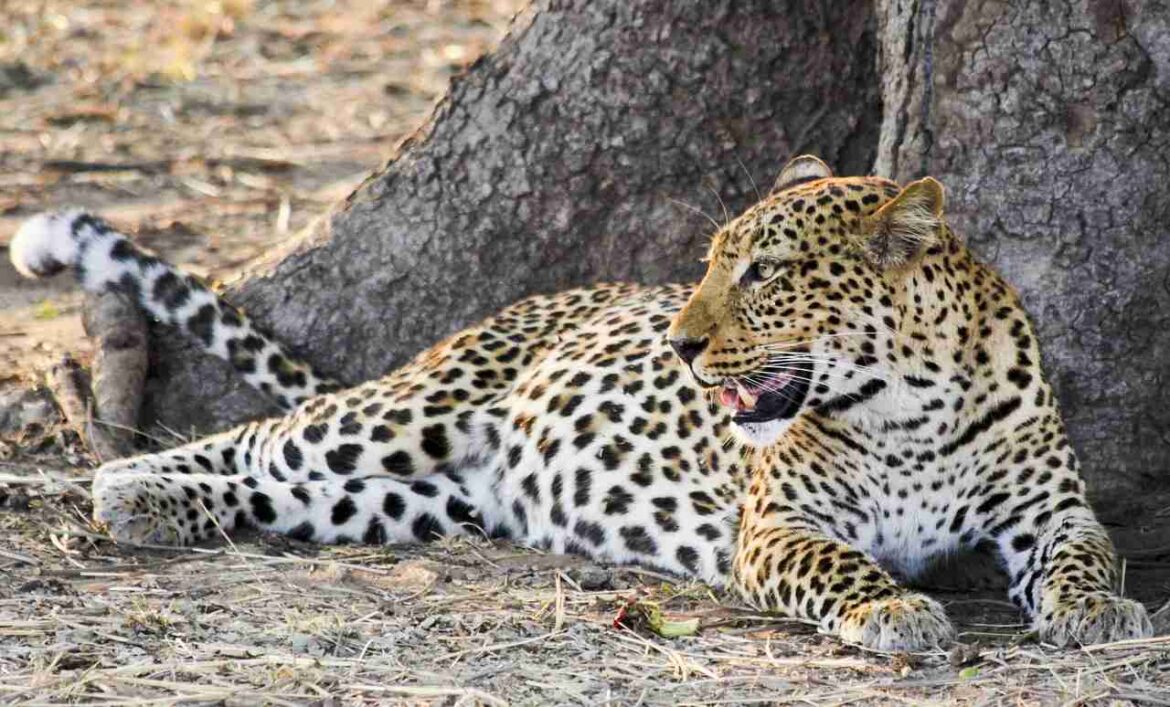 Un léopard d'Afrique allongé près d'un grand tronc d'arbre dans la savane lors d'un Safari Tanzanie.