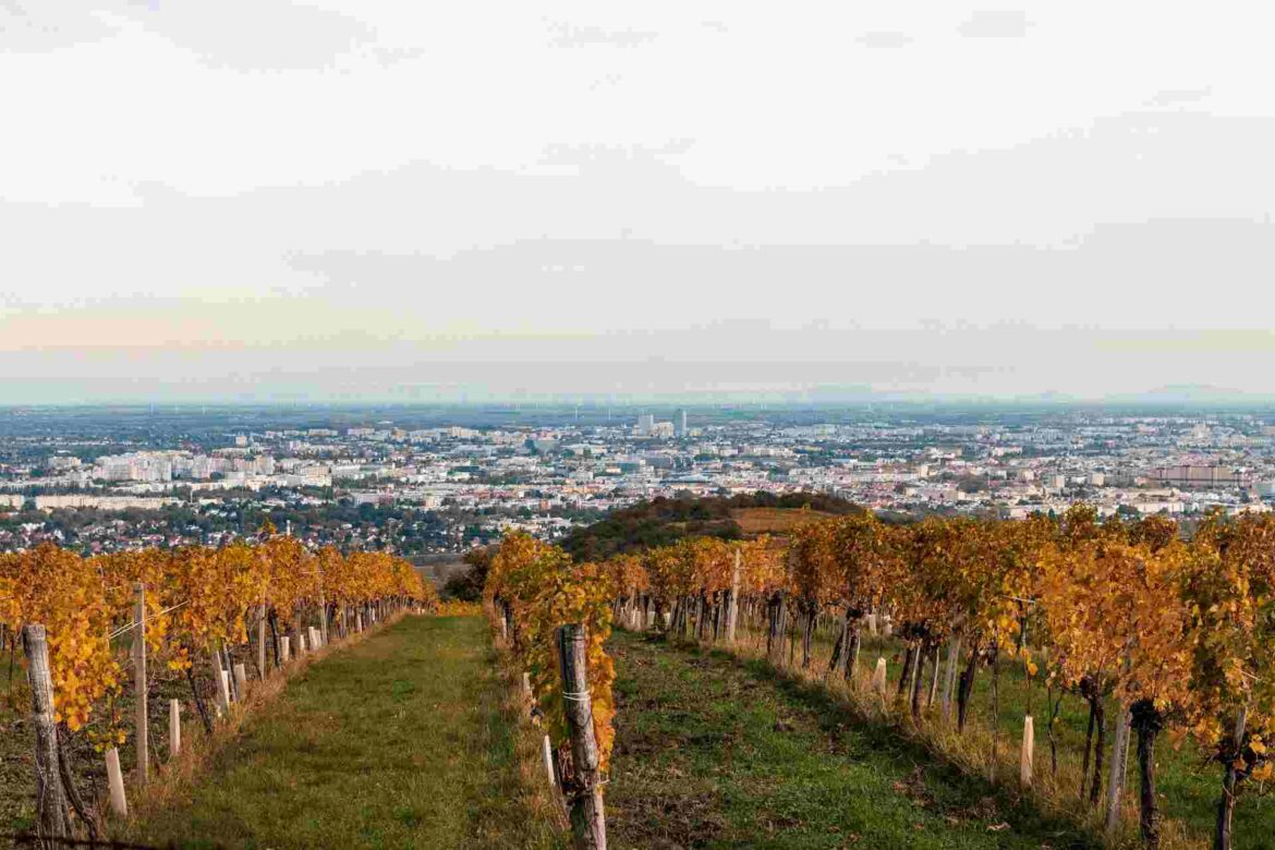 Vue panoramique sur les vignobles d'automne de Vienne côté nature, dominant la ville au loin sous un ciel clair.